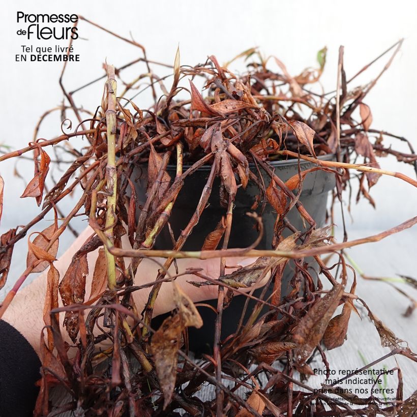 Esimerkki syksyllä toimitetusta Renouée - Persicaria affinis Donald Lowndes Pot de 2L/3L-taimesta
