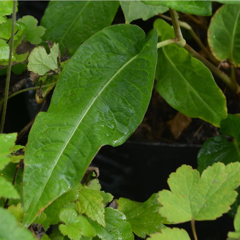 Verikonnantatar Alba (Lehvistö)
