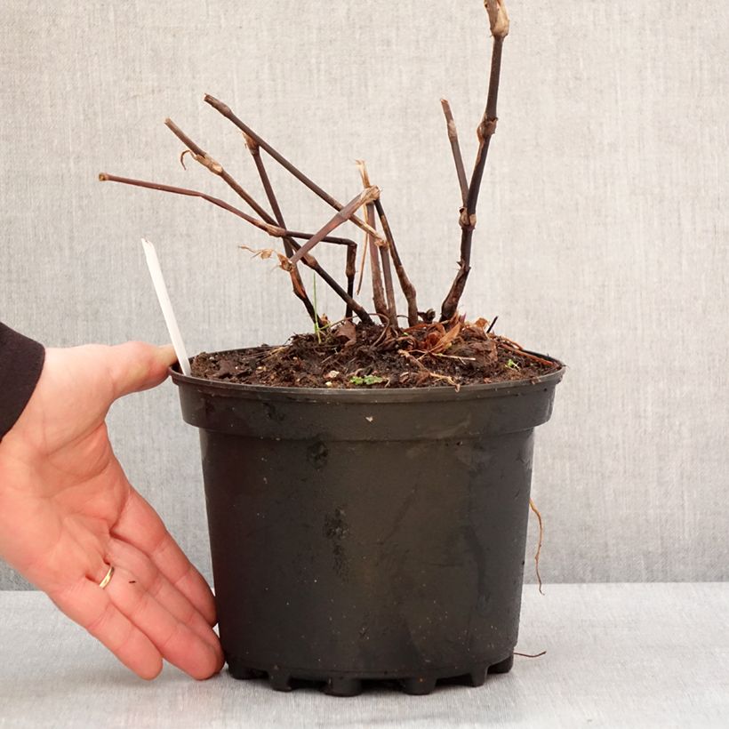 Esimerkki talvella toimitetusta Renouée - Persicaria amplexicaulis Blackfield Pot de 2L/3L-taimesta