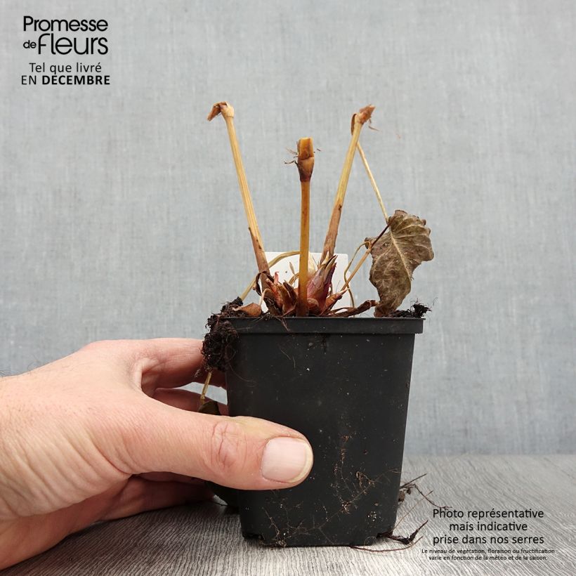 Esimerkki syksyllä toimitetusta Verikonnantatar Bloody Mary 8/9 cm taimiruukku-taimesta