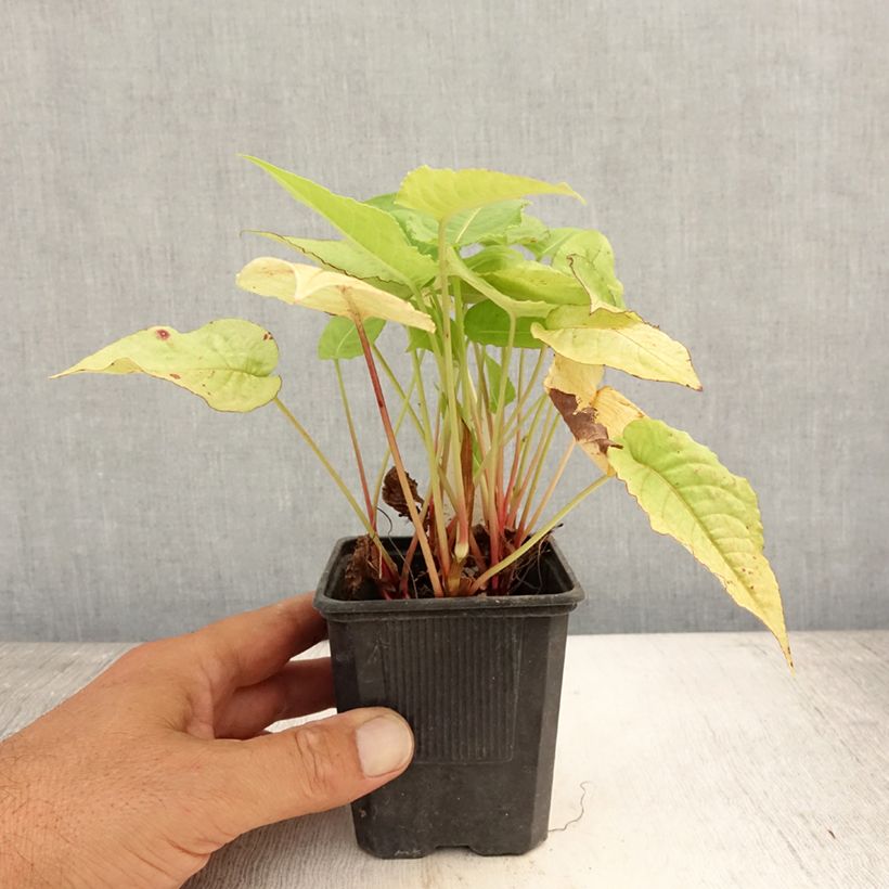 Esimerkki kesällä toimitetusta Verikonnantatar Golden Arrow Godet de 8/9 cm-taimesta