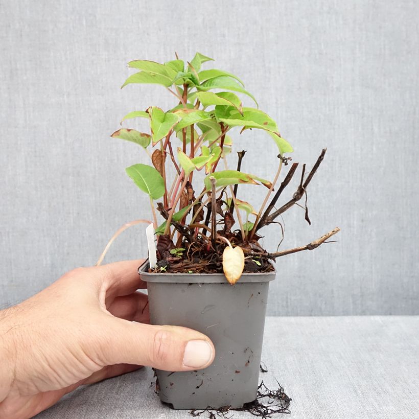 Esimerkki syksyllä toimitetusta Ukontattare - Persicaria amplexicaulis var. pendula 8/9 cm taimiruukku-taimesta