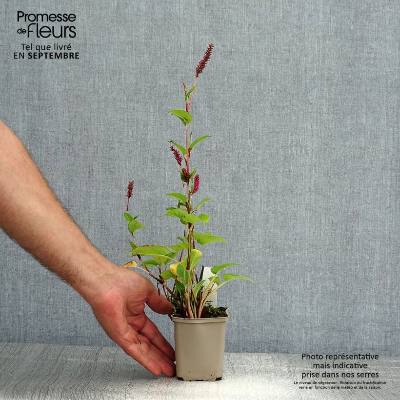 Esimerkki kesällä toimitetusta Ukontattare - Persicaria amplexicaulis var. pendula Taimiruukku 8/9 cm-taimesta
