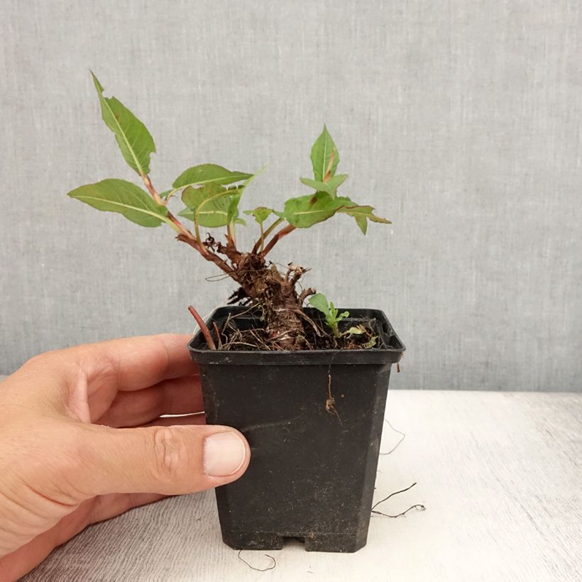 Esimerkki kesällä toimitetusta Verikonnantatar Vesuvius Taimiruukku 8/9 cm-taimesta