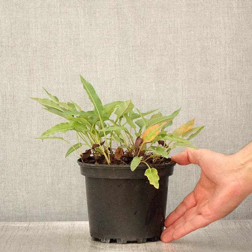 Esimerkki kesällä toimitetusta Isokonnantatar Superba Pot de 2L/3L-taimesta