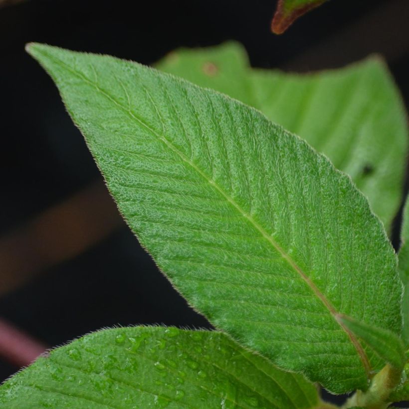 Ukontattare - Persicaria campanulata (Lehvistö)