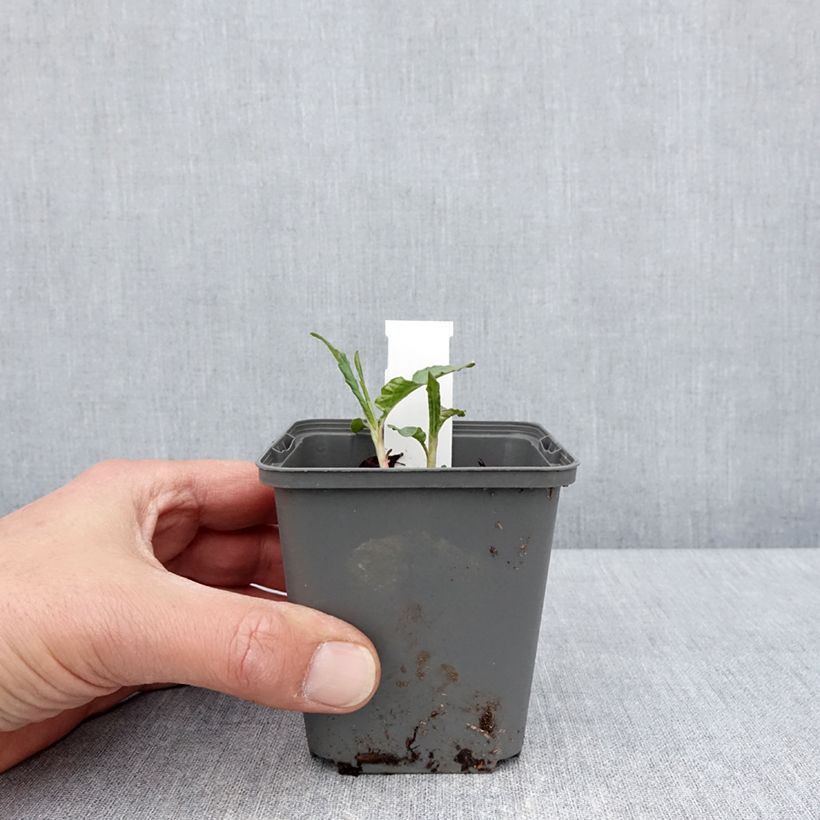 Esimerkki keväällä toimitetusta Ukontattare - Persicaria dshawachischwilii Godet de 8/9 cm-taimesta