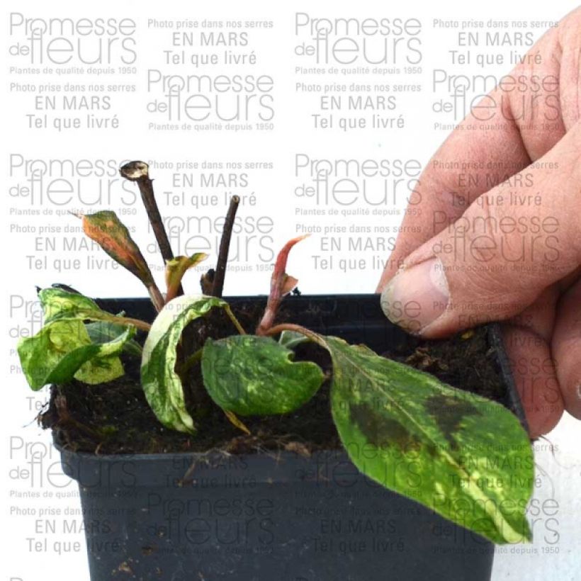 Esimerkki toimitetusta Tähkätatar var. filiformis Compton's Red Godet de 8/9 cm-taimesta