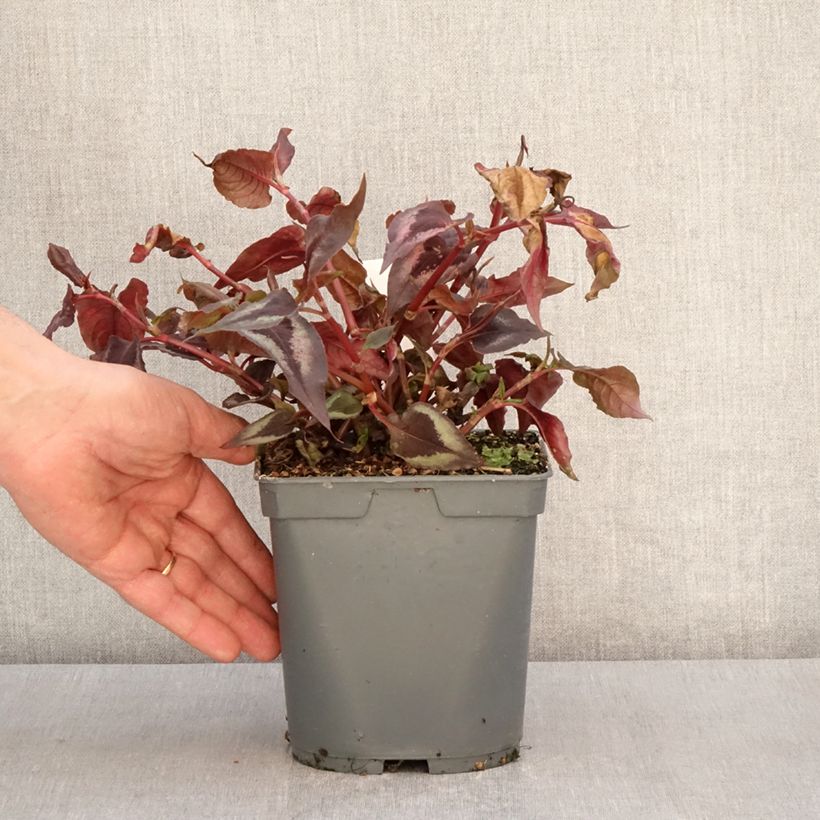 Esimerkki keväällä toimitetusta Renouée - Persicaria micro. Red Dragon Pot de 1,5L/2L-taimesta