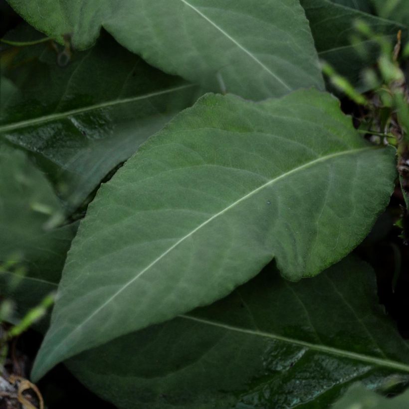 Ukontattare - Persicaria tenuicaulis (Lehvistö)