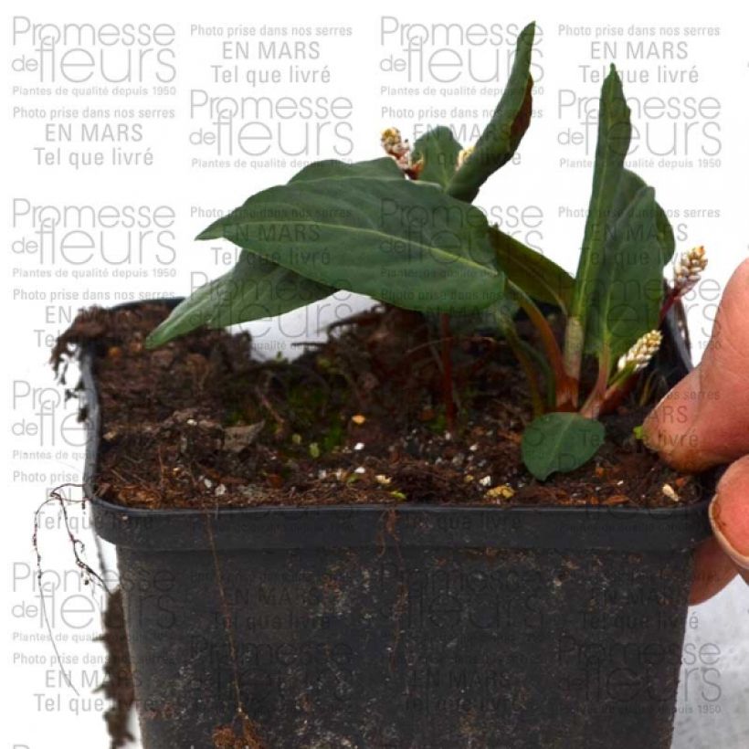 Esimerkki toimitetusta Ukontattare - Persicaria tenuicaulis Godet de 8/9 cm-taimesta