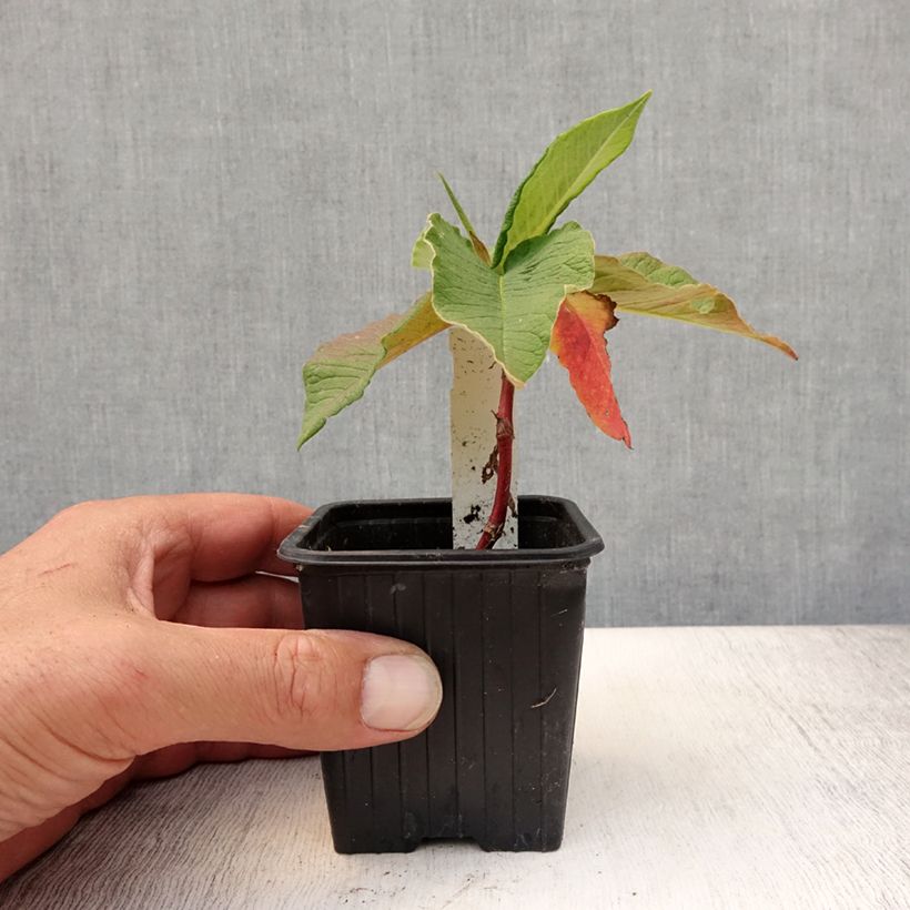 Esimerkki kesällä toimitetusta Laavaröyhytatar - Persicaria weyrichii Godet de 8/9 cm-taimesta