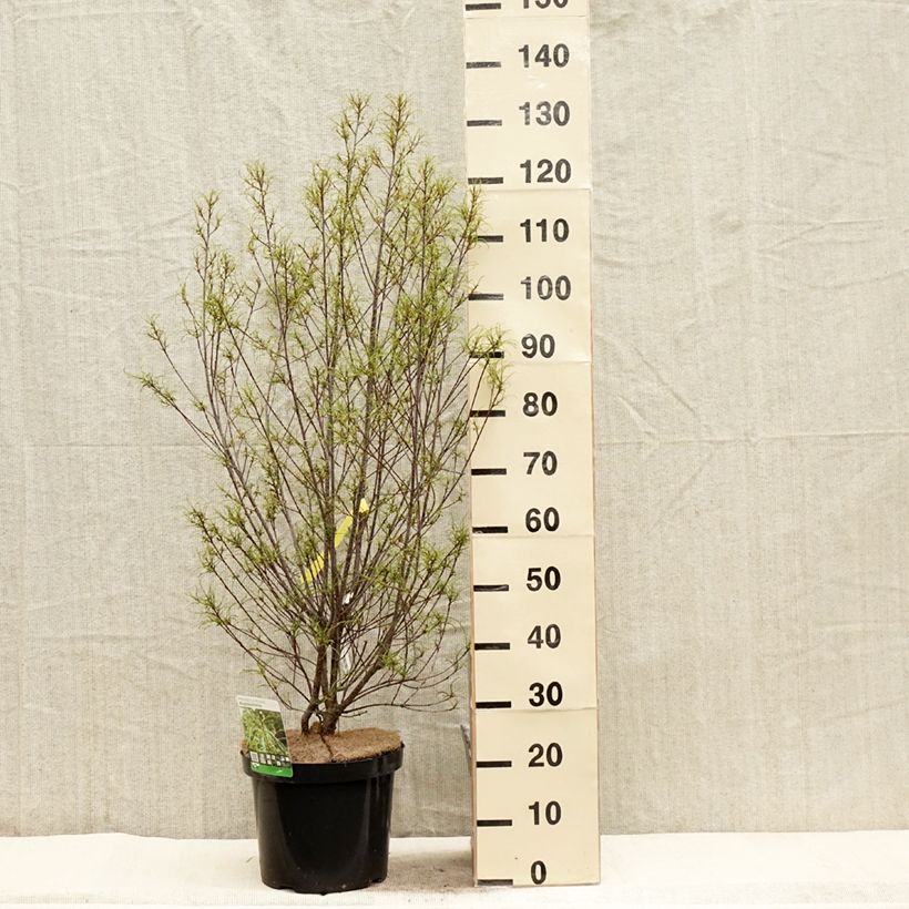 Esimerkki keväällä toimitetusta Rhamnus frangula Asplenifolia - Frangula alnus Pot de 7,5L/10L-taimesta