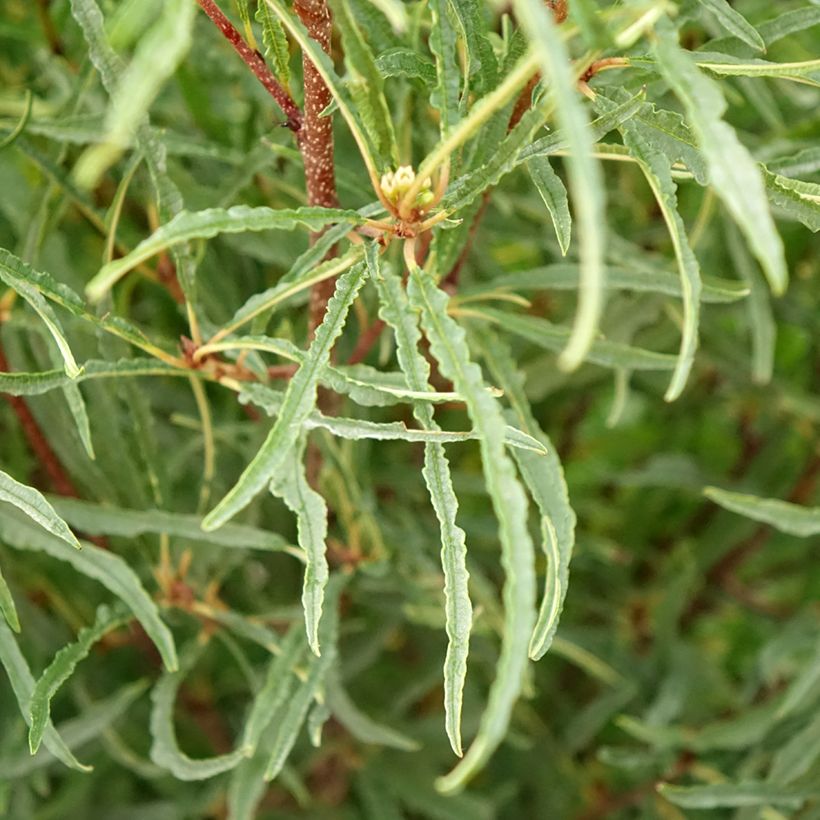Korpipaatsama Asplenifolia (Lehvistö)