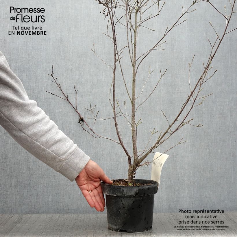 Esimerkki syksyllä toimitetusta Korpipaatsama Asplenifolia 2 litran/3 litran ruukku-taimesta