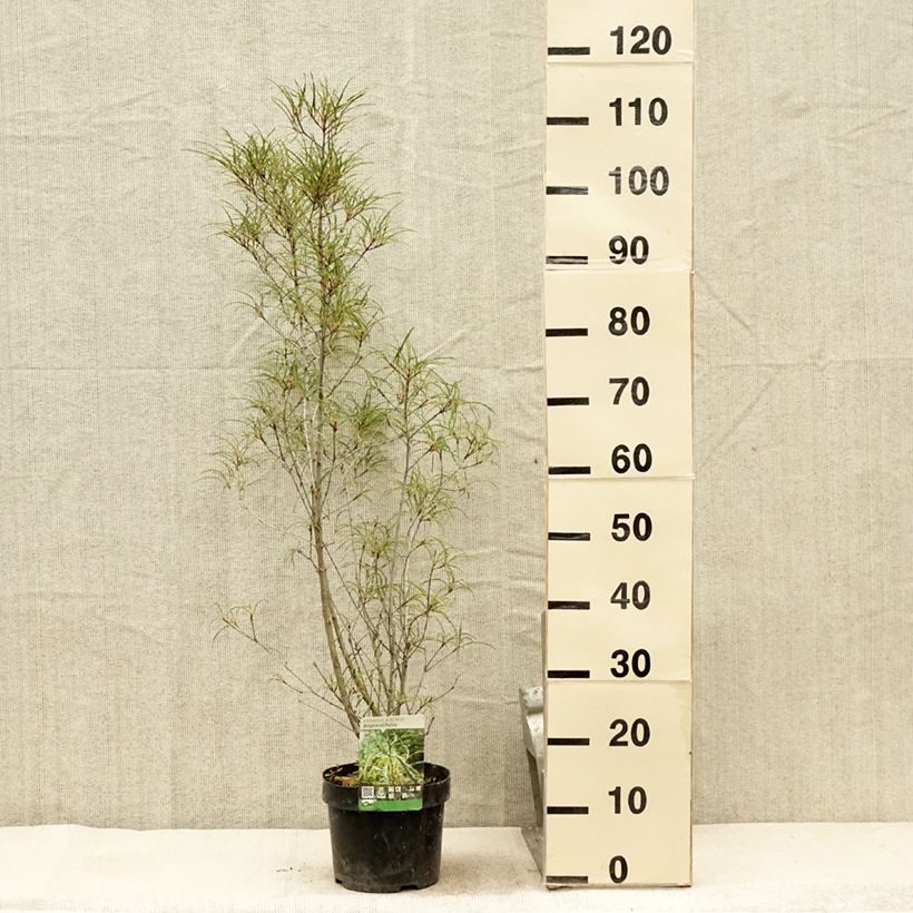 Esimerkki kesällä toimitetusta Korpipaatsama Asplenifolia Ruukku 2L / 3L-taimesta