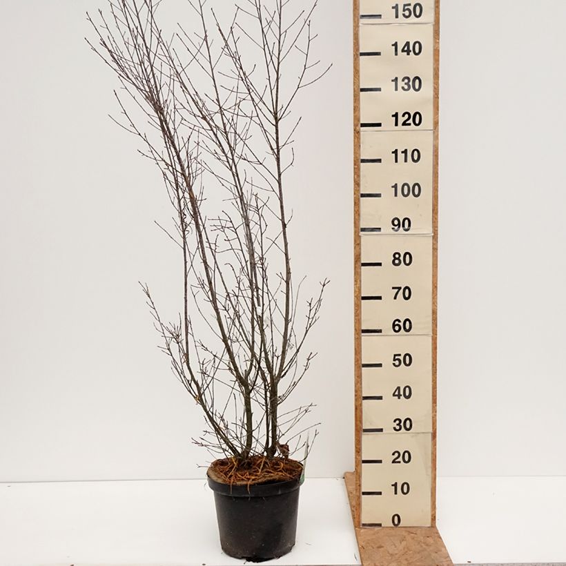Esimerkki syksyllä toimitetusta Korpipaatsama Asplenifolia 7,5 litran / 10 litran ruukku-taimesta