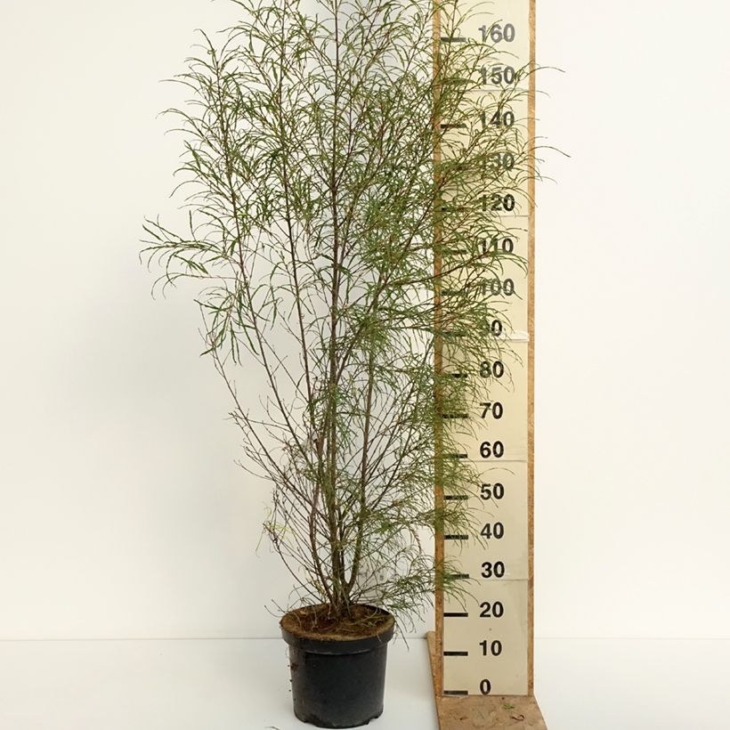 Esimerkki kesällä toimitetusta Korpipaatsama Asplenifolia Ruukku 7,5L / 10L-taimesta