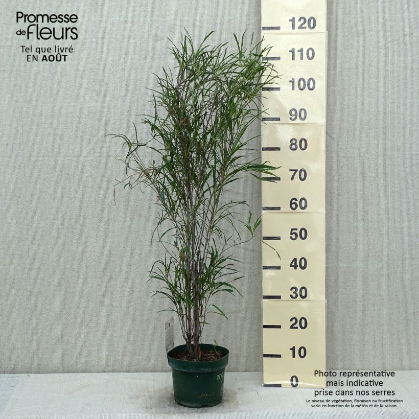 Esimerkki kesällä toimitetusta Korpipaatsama Fine Line 'Ron Williams Pot de 3L/4L-taimesta