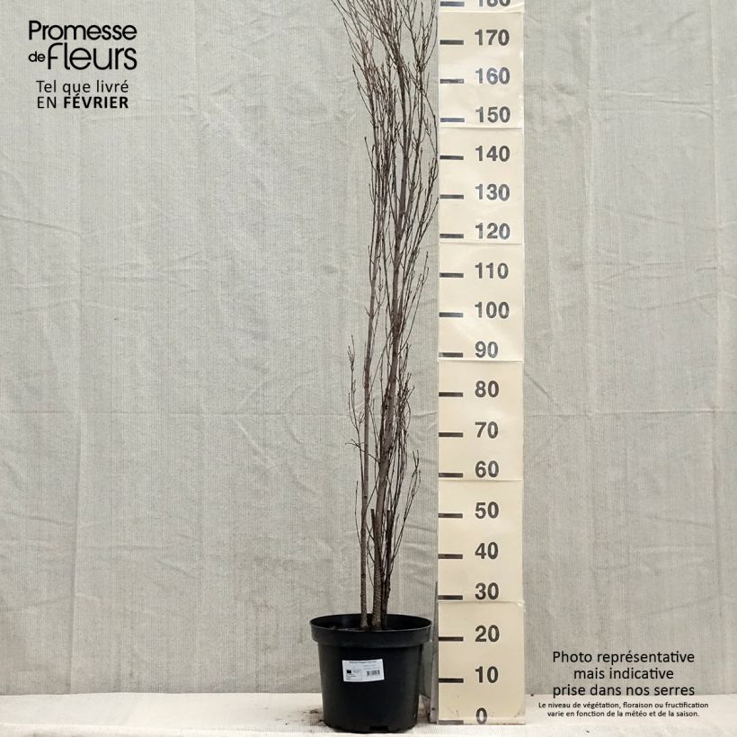 Esimerkki talvella toimitetusta Rhamnus frangula Fine Line - Bourdaine, Frangula alnus Pot de 7,5L/10L-taimesta