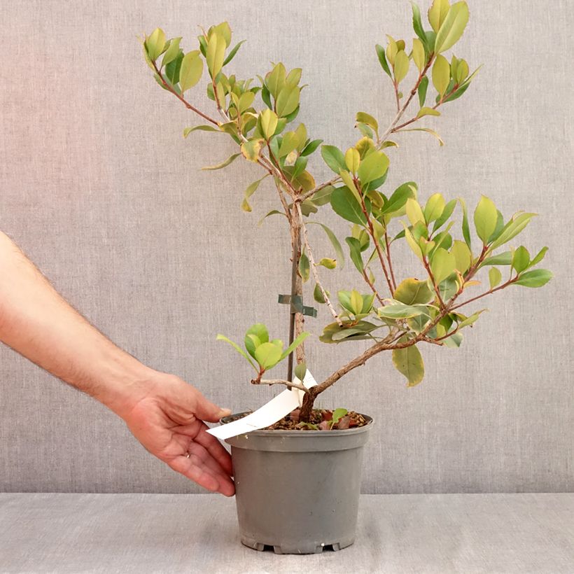Esimerkki kesällä toimitetusta Rhaphiolepis delacourii Coates Crimson Pot de 2L/3L-taimesta