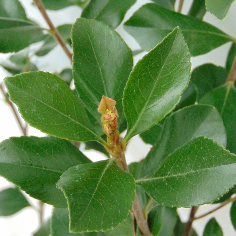 Rhaphiolepis indica Pink Cloud (Lehvistö)