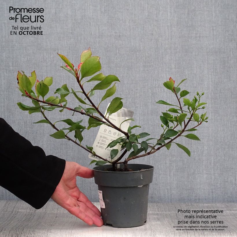 Esimerkki syksyllä toimitetusta Rhaphiolepis indica Pink Cloud 1,5 litran / 2 litran kannu-taimesta