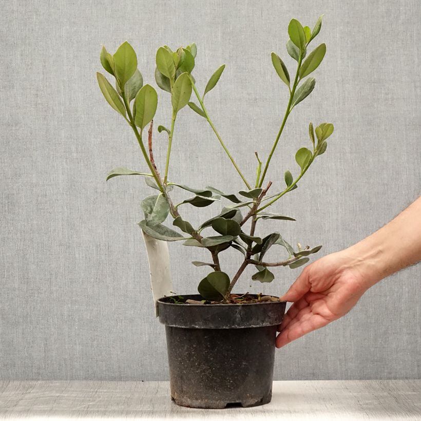 Esimerkki kesällä toimitetusta Rhaphiolepis umbellata Ruukku 3L / 4L-taimesta