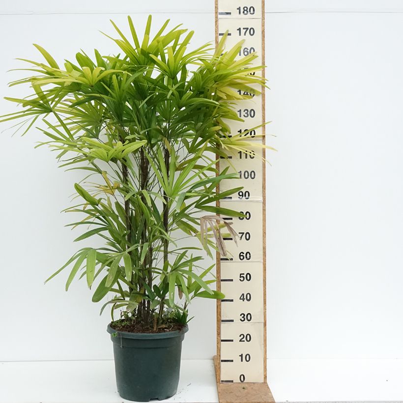 Esimerkki syksyllä toimitetusta Japaninpensaspalmu - Rhapis excelsa 20 litran/25 litran ruukku-taimesta