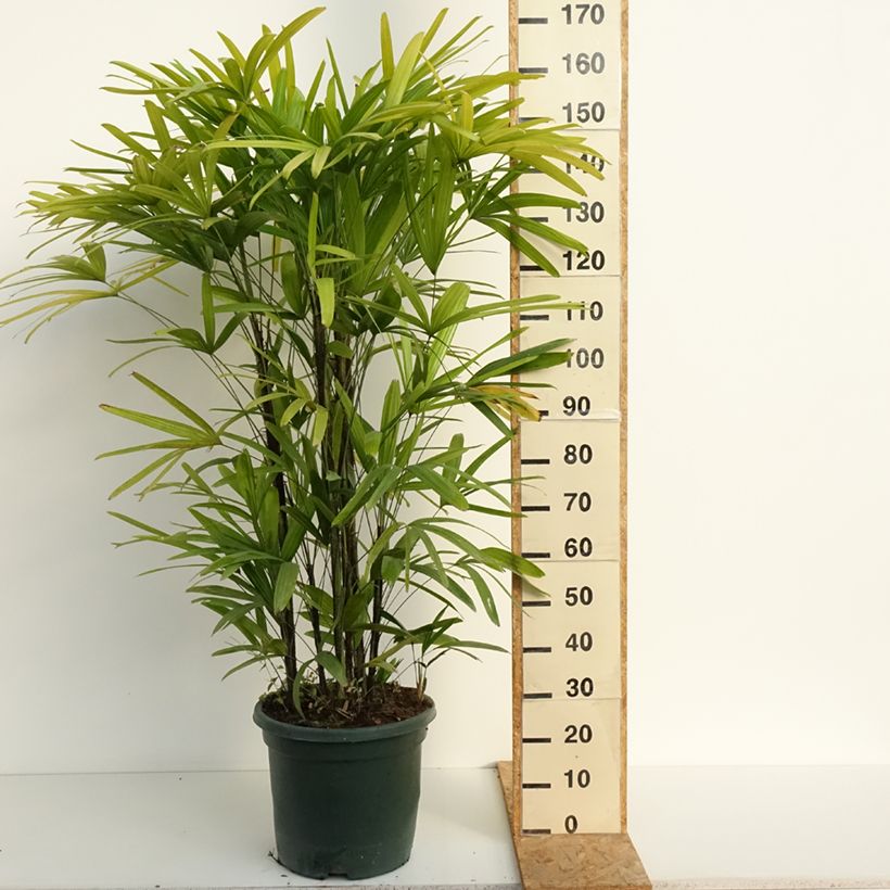 Esimerkki kesällä toimitetusta Japaninpensaspalmu - Rhapis excelsa Pot de 20L/25L-taimesta