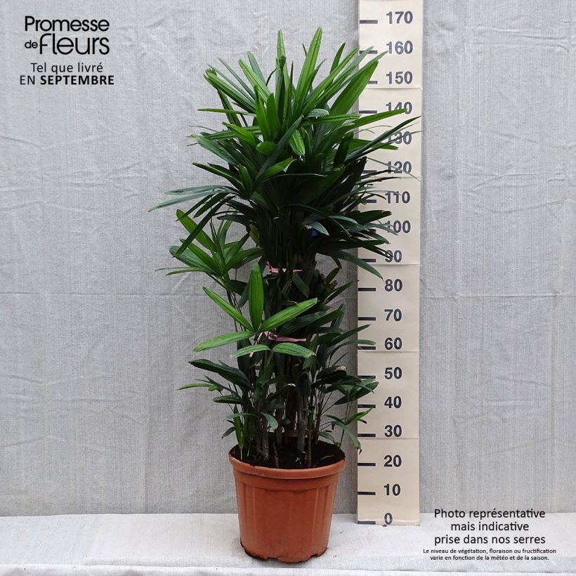 Esimerkki syksyllä toimitetusta Japaninpensaspalmu - Rhapis excelsa 7,5 litran / 10 litran ruukku-taimesta