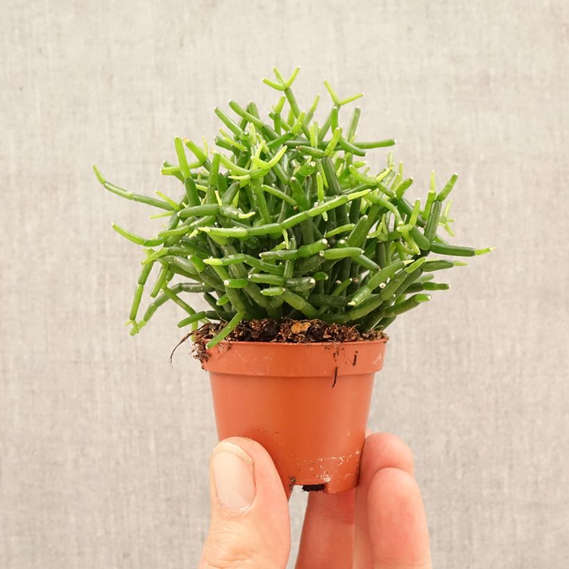 Esimerkki keväällä toimitetusta Hiuskorallikaktus - Rhipsalis baccifera Minikasvi-taimesta