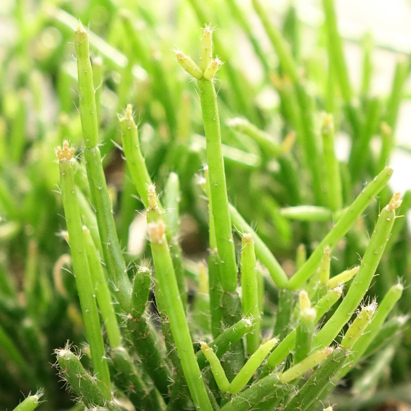 Korallikaktus - Rhipsalis burchellii (Lehvistö)