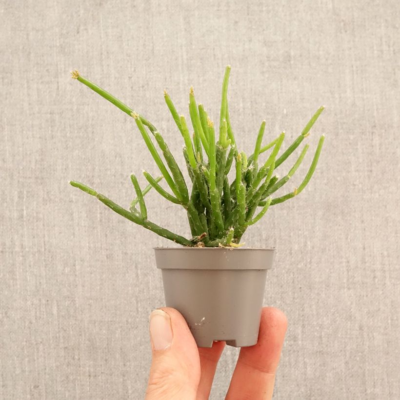Esimerkki keväällä toimitetusta Korallikaktus - Rhipsalis burchellii Minikasvi-taimesta