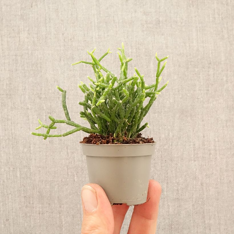 Esimerkki keväällä toimitetusta Mistelikorallikaktus - Rhipsalis cereuscula Minikasvi-taimesta