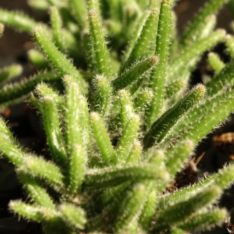 Korallikaktus - Rhipsalis baccifera subsp. horrida (Lehvistö)