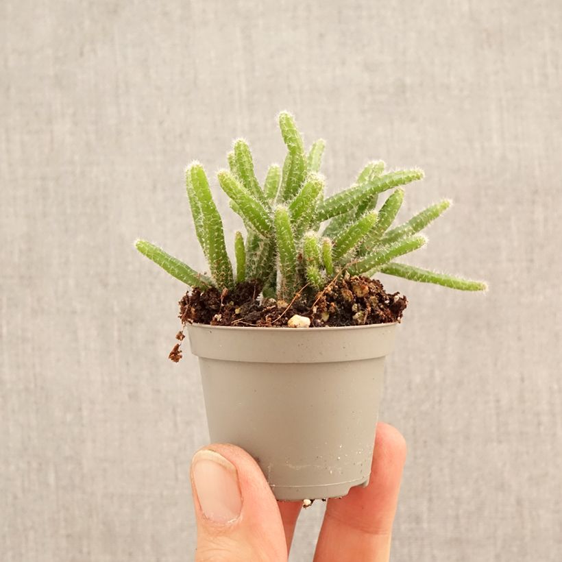 Esimerkki keväällä toimitetusta Korallikaktus - Rhipsalis baccifera subsp. horrida Minikasvi-taimesta