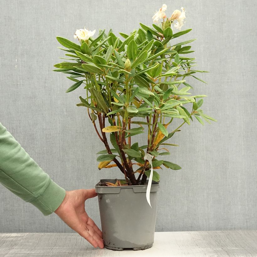 Esimerkki kesällä toimitetusta Rhododendron Bernstein Pot de 4L/5L-taimesta