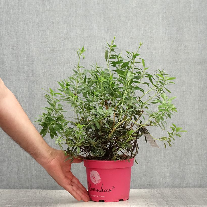 Esimerkki kesällä toimitetusta Alppiruusu INKARHO Bloombux Magenta 2 litran/3 litran ruukku-taimesta