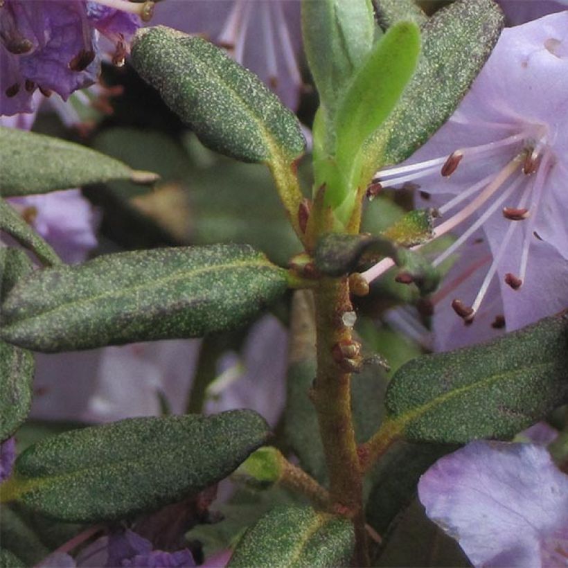 Alppiruusu Blue Silver (Lehvistö)