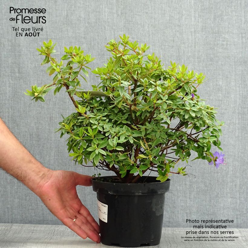 Esimerkki kesällä toimitetusta Rhododendron Blue Tit Pot de 2L/3L-taimesta