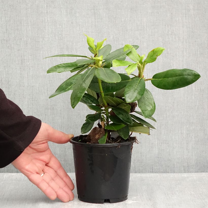 Esimerkki syksyllä toimitetusta Alppiruusu Boursault 12 cm / 13 cm ruukku-taimesta