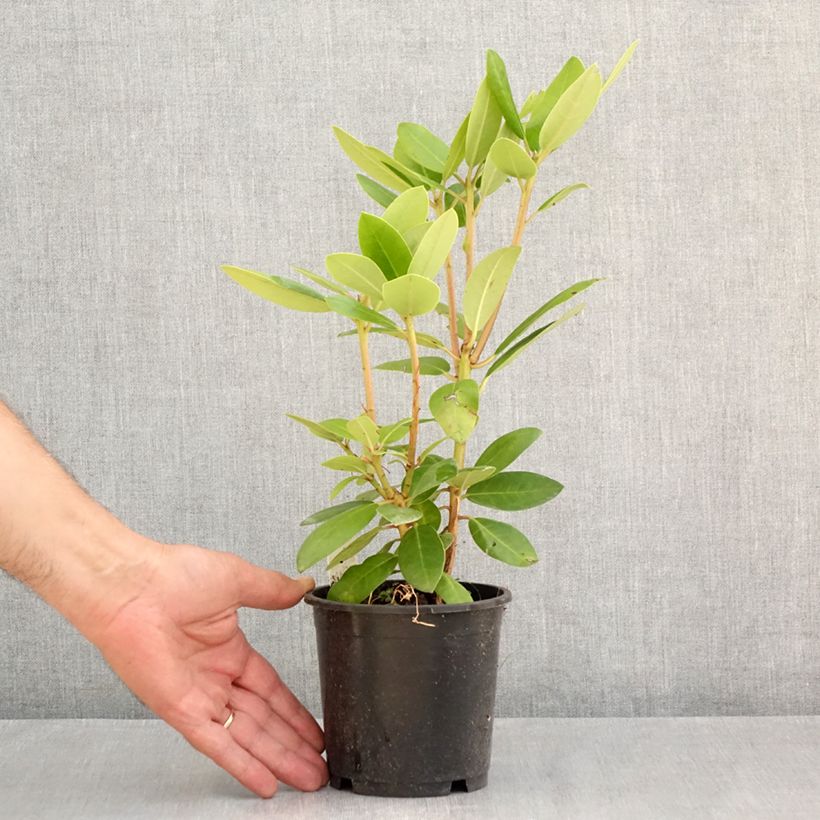 Esimerkki kesällä toimitetusta Alppiruusu Boursault 12 cm / 13 cm ruukku-taimesta