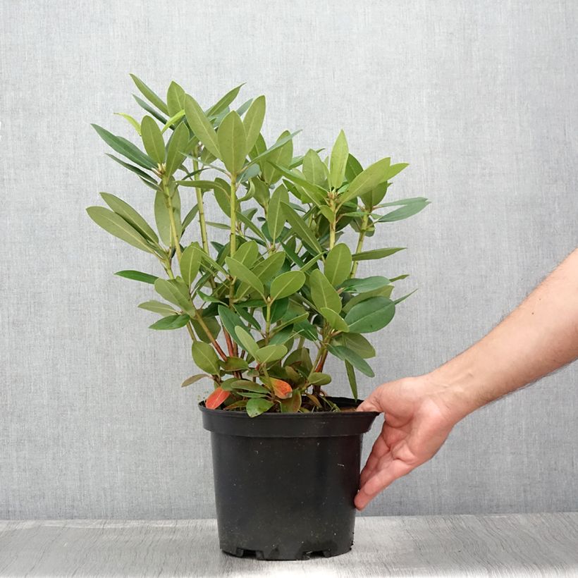 Esimerkki kesällä toimitetusta Puistoalppiruusu Grandiflorum 4 litran/5 litran ruukku-taimesta