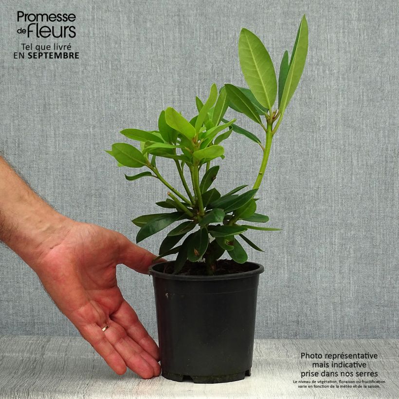 Esimerkki syksyllä toimitetusta Puistoalppiruusu Grandiflorum 12 cm / 13 cm ruukku-taimesta