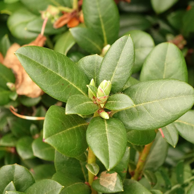 Alppiruusu Cilpinense (Lehvistö)