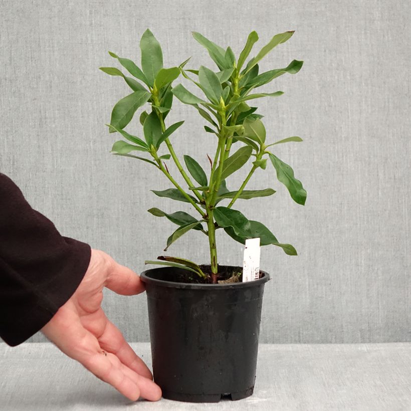 Esimerkki syksyllä toimitetusta Valkoalppiruusu Cunningham's White 12 cm / 13 cm ruukku-taimesta