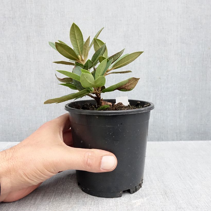 Esimerkki syksyllä toimitetusta Yakushimanalppiruusu Dream Land 12 cm / 13 cm ruukku-taimesta