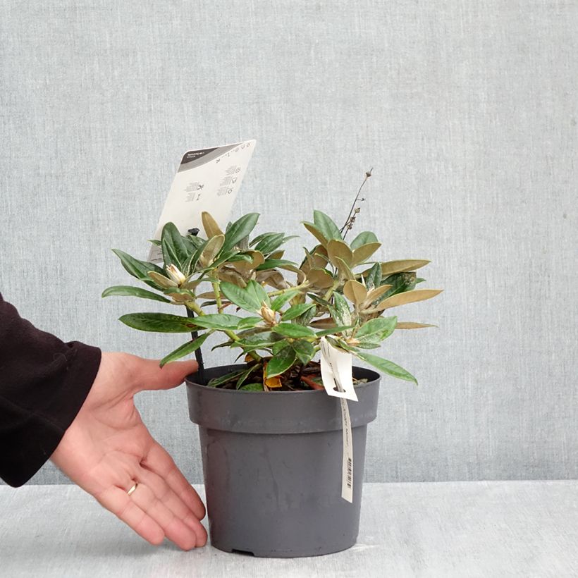 Esimerkki syksyllä toimitetusta Yakushimanalppiruusu Dusty Miller 2 litran/3 litran ruukku-taimesta