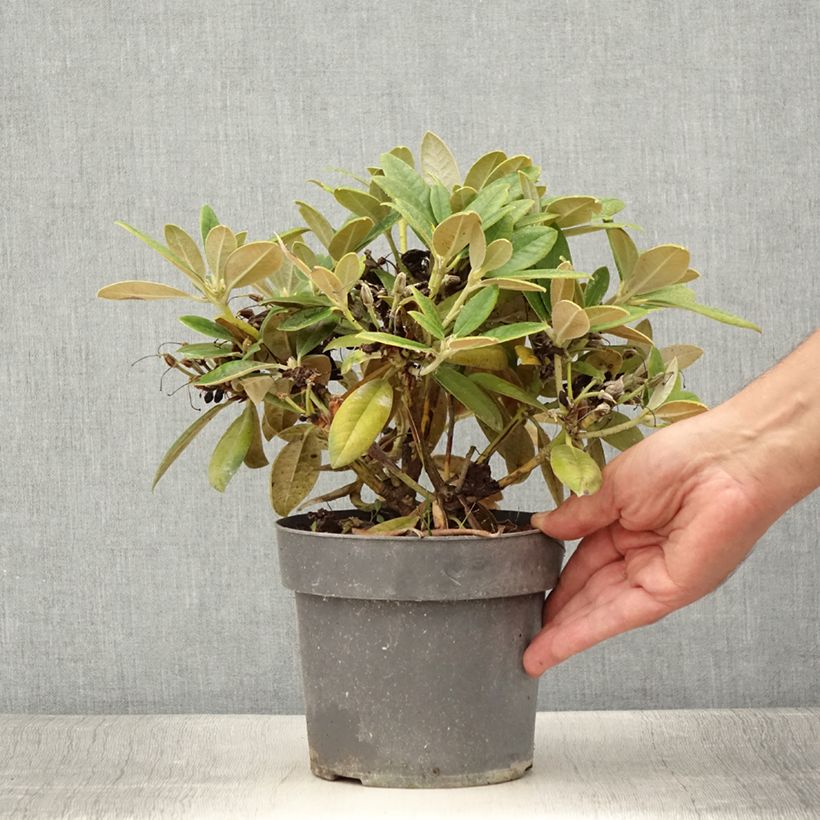 Esimerkki kesällä toimitetusta Yakushimanalppiruusu Dusty Miller 2 litran/3 litran ruukku-taimesta